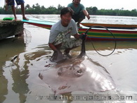 Stingray Gigante de agua dulce, pesca en Tailandia